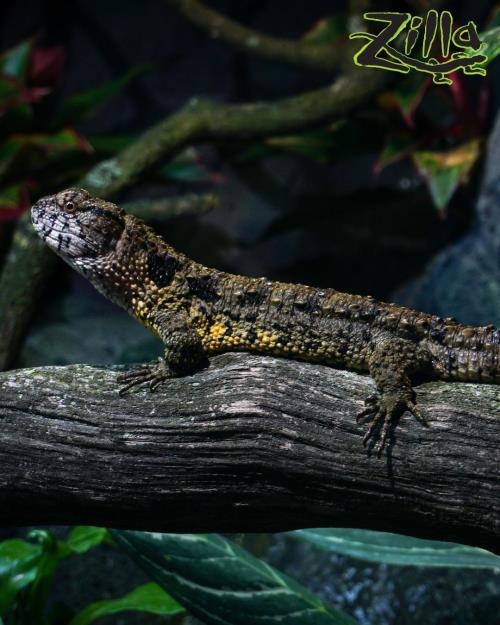 zilla blog type of reptiles