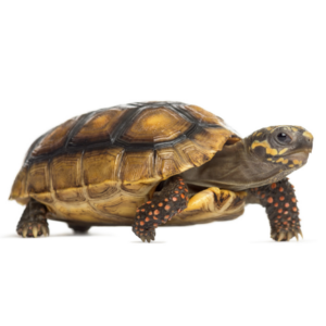 zilla blog types of reptiles