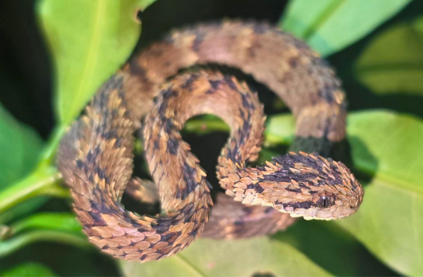 Atheris hispida