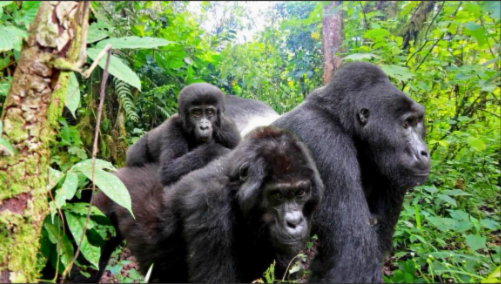 Gorilla beringei beringei