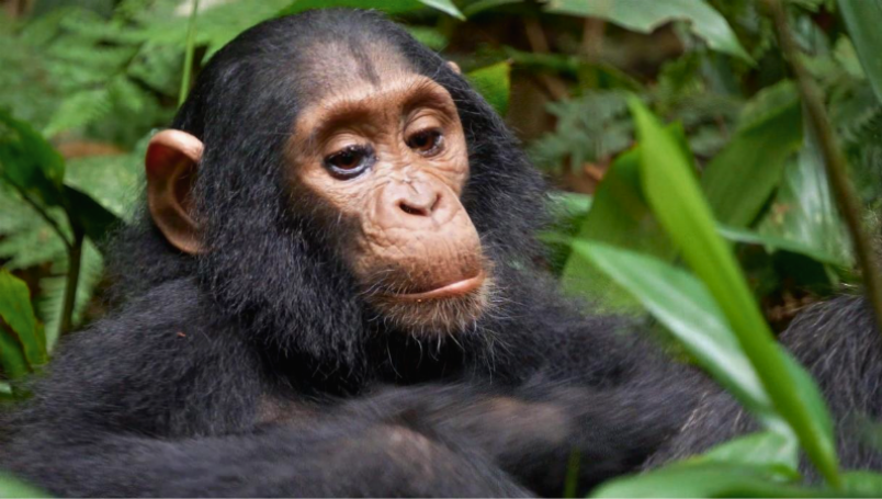 Pan troglodytes