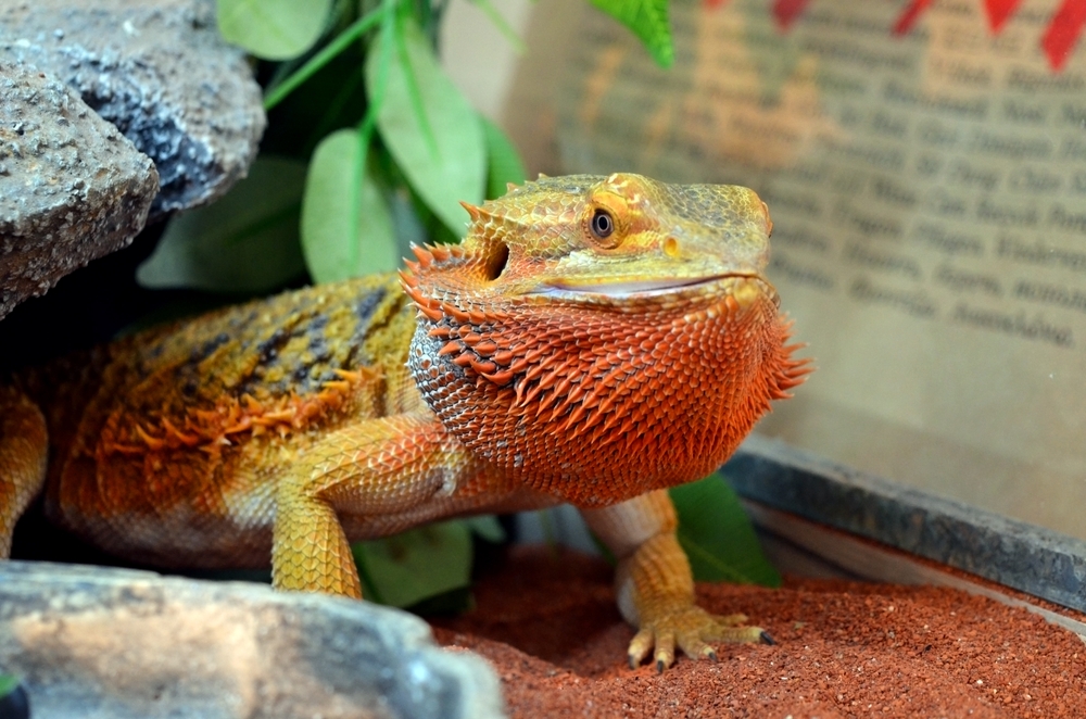 Bearded Dragon Care Animal Health Topics / School of Veterinary Medicine
