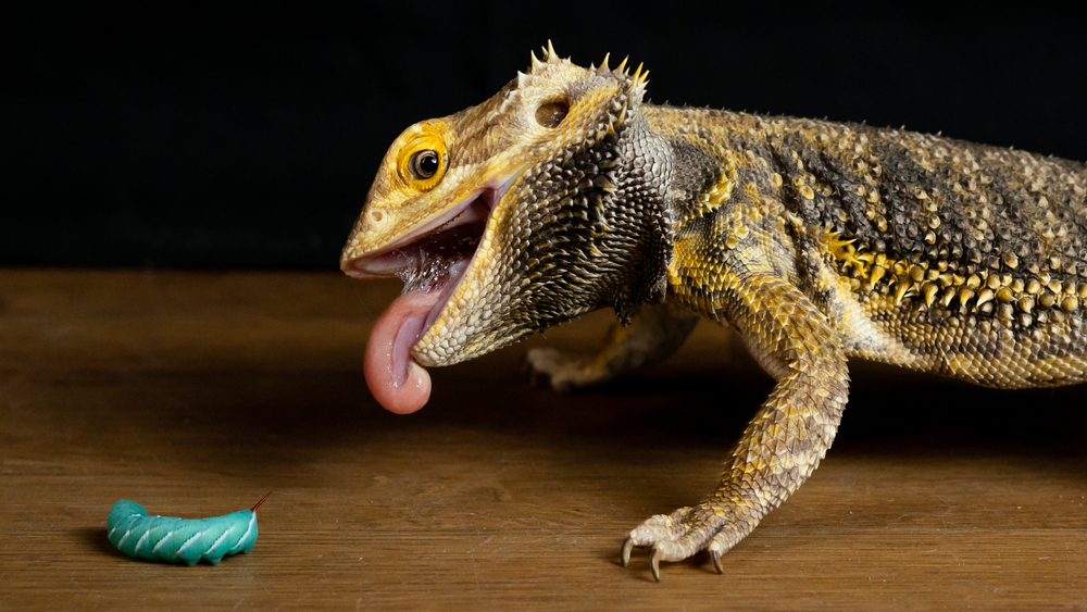 The Complete Bearded Dragon Diet Plan. Keep Your Pet Healthy and Happy –  Dragon's Diet