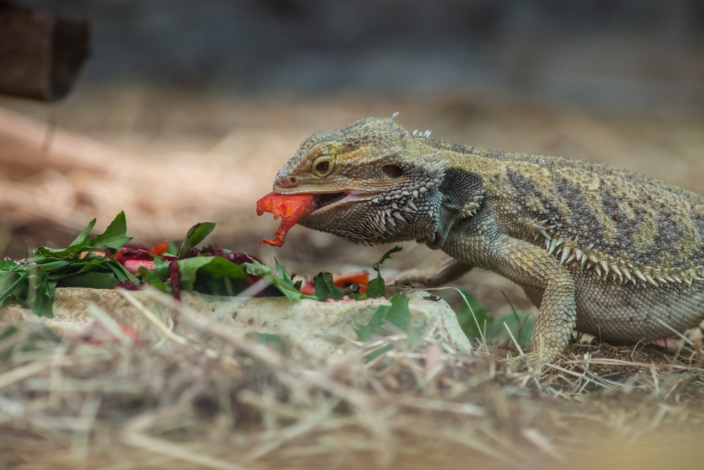 eat shutterstock_1658509393