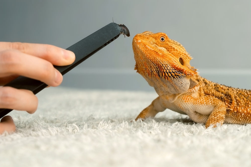 feed 2 shutterstock_2100997396