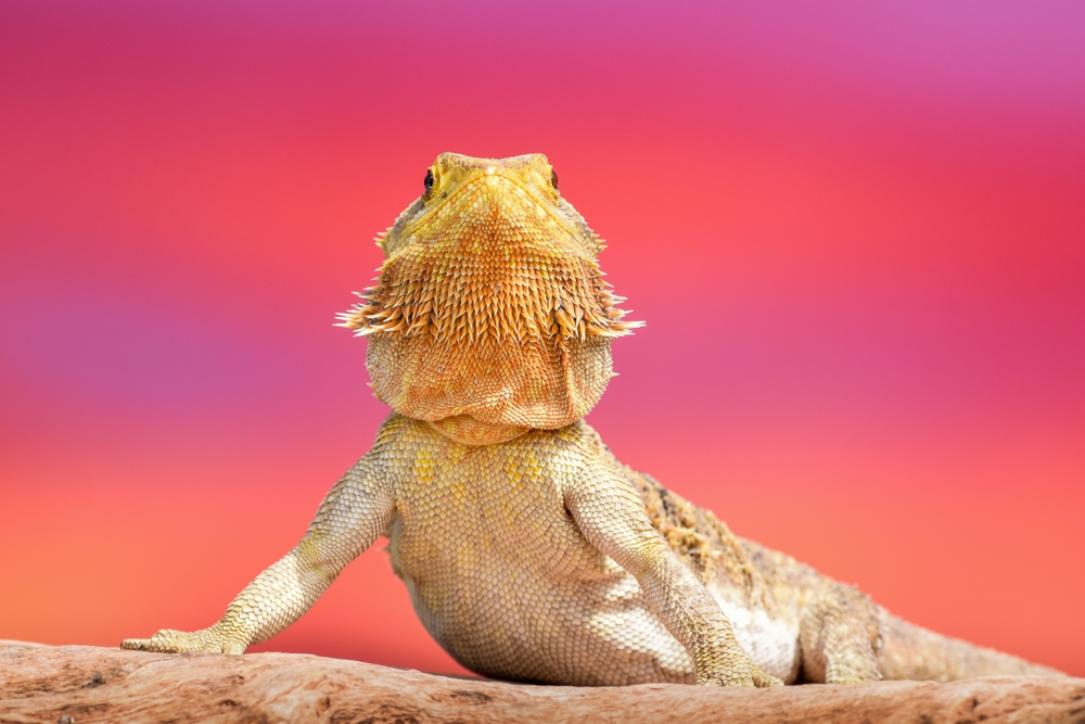 Bearded Dragon Lizard