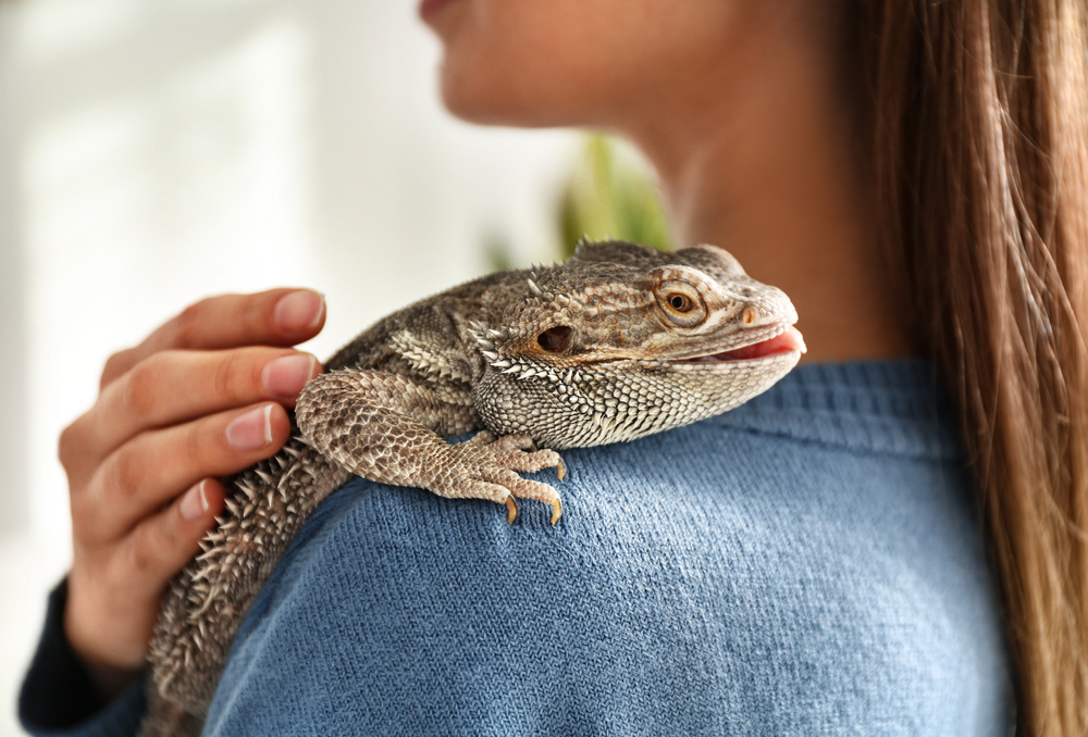 pets shutterstock_1653194119