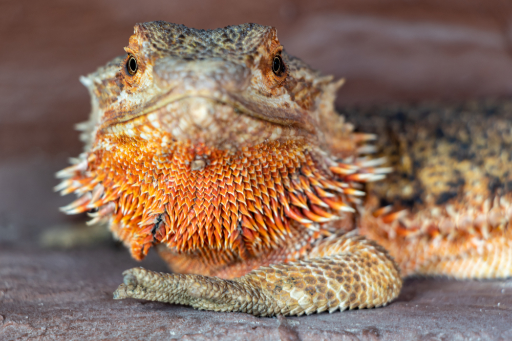Can You Touch a Bearded Dragons Third Eye?