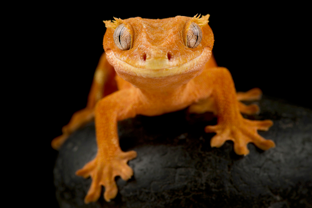 shutterstock_1824124109