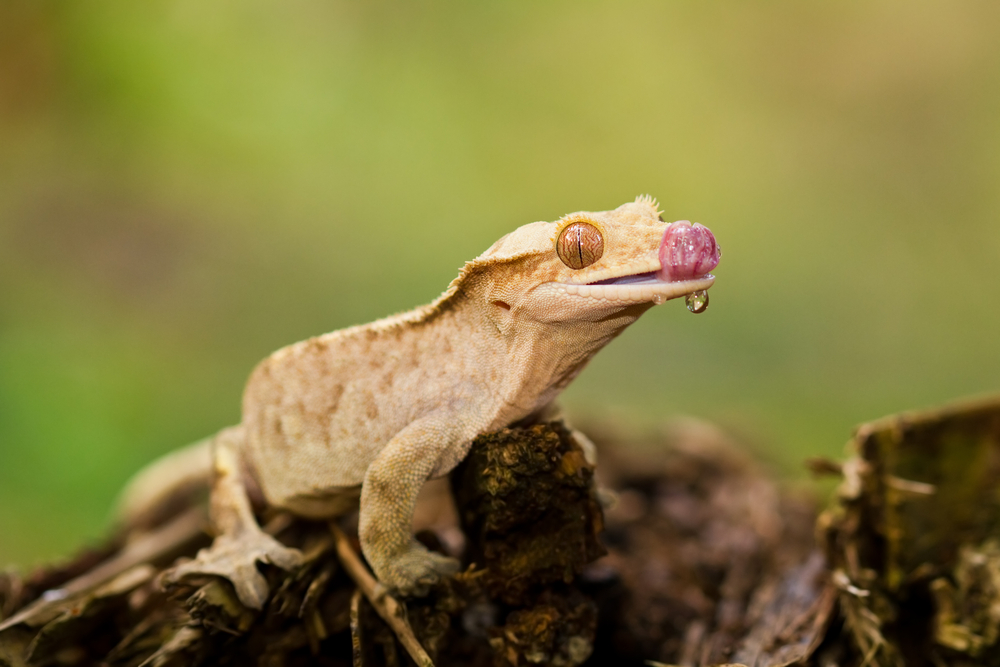 shutterstock_86674678