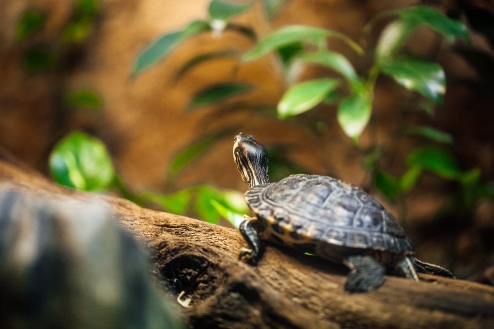 shutterstock_1204136383