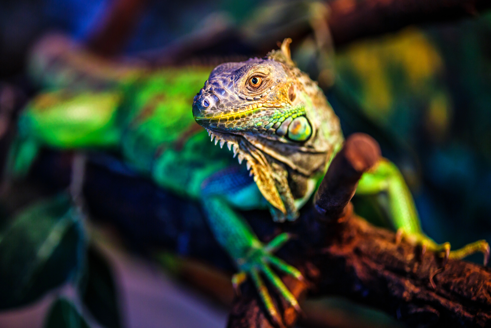 Iguana heat lamp clearance wattage