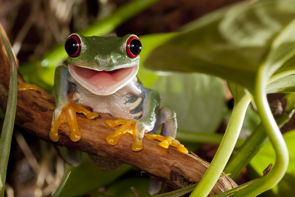 shutterstock_372605785
