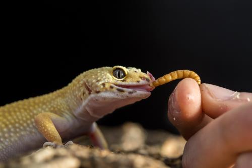 lizard eating insect