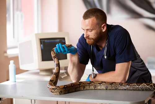 Zilla What To Do If Your Reptile Is Sick