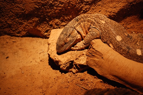 Zilla What To Do If Your Reptile Is Sick