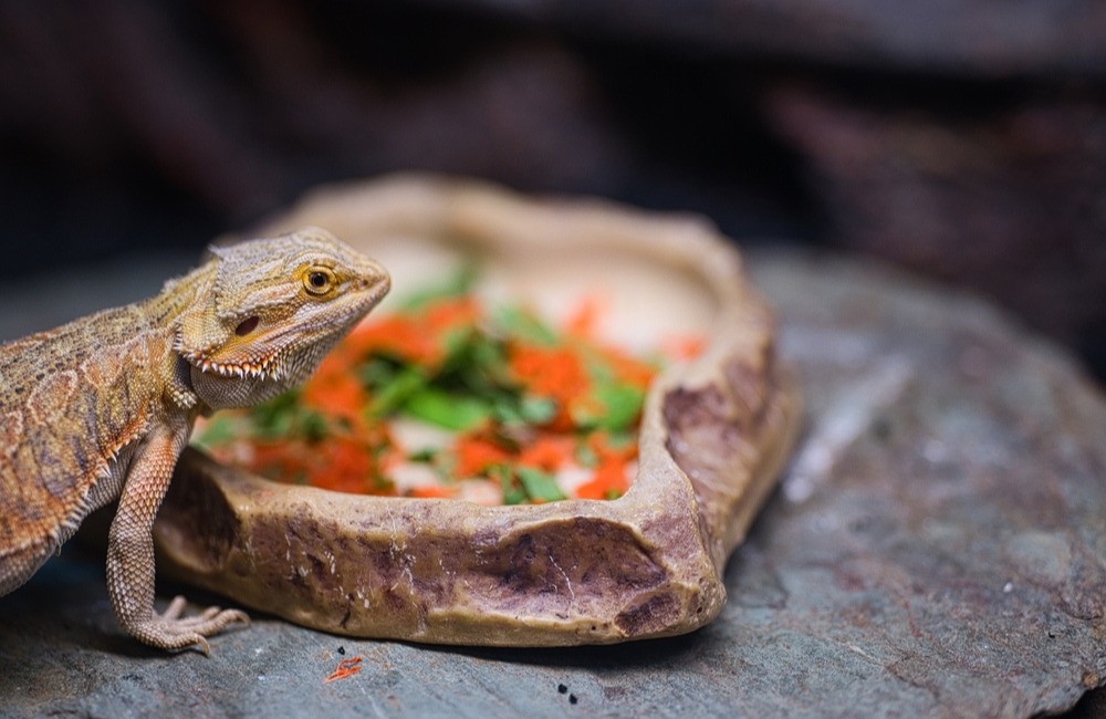 Reptile Picky Eater 1