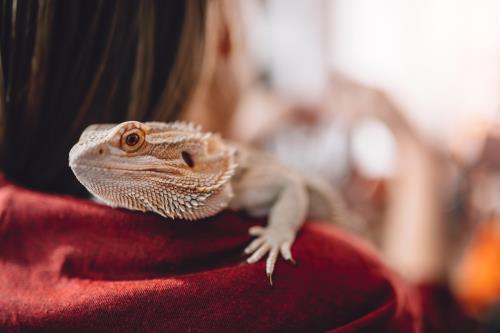Why Pet Lizards are Great For Beginners