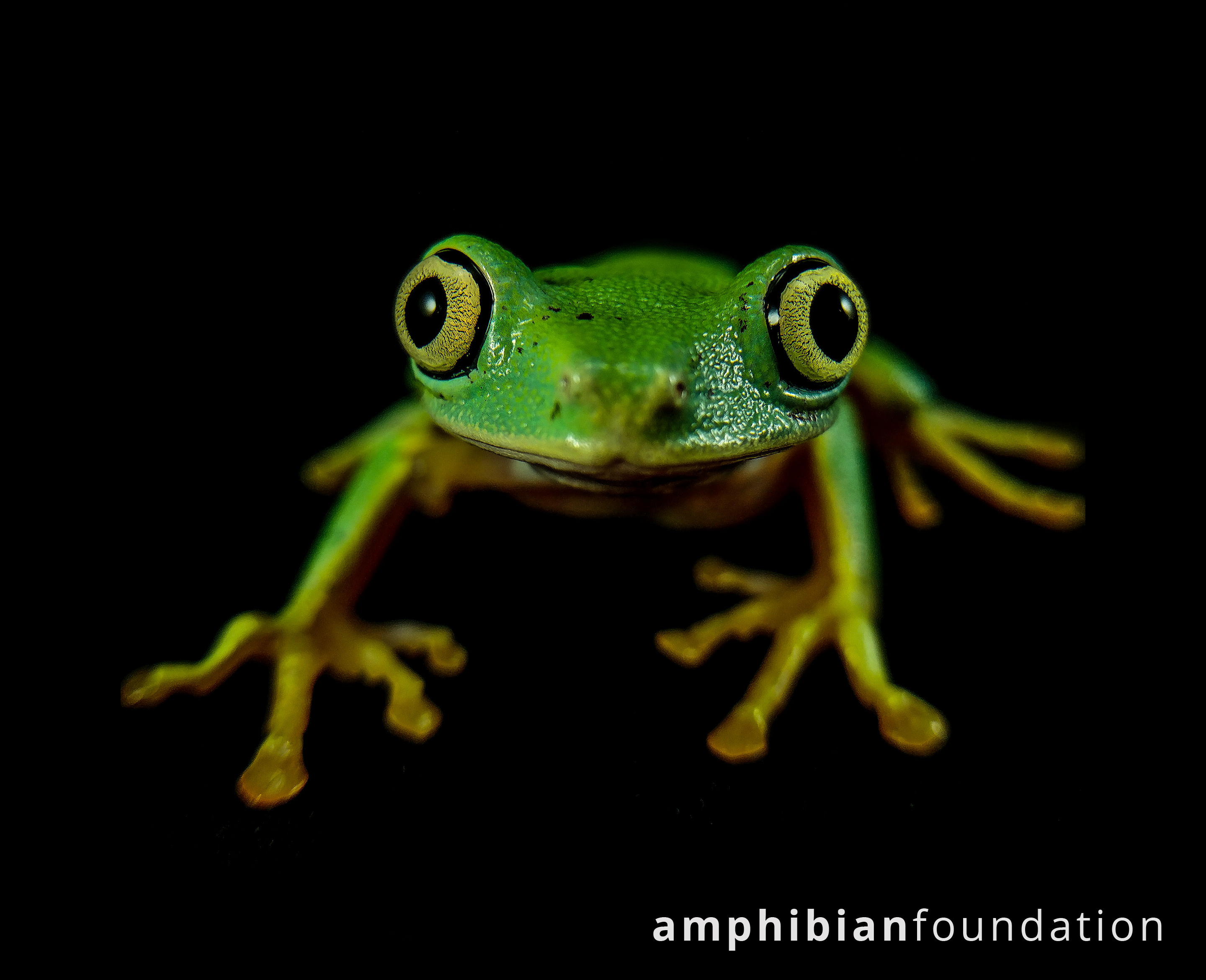 Agalychnis Lemur Mandica Frog