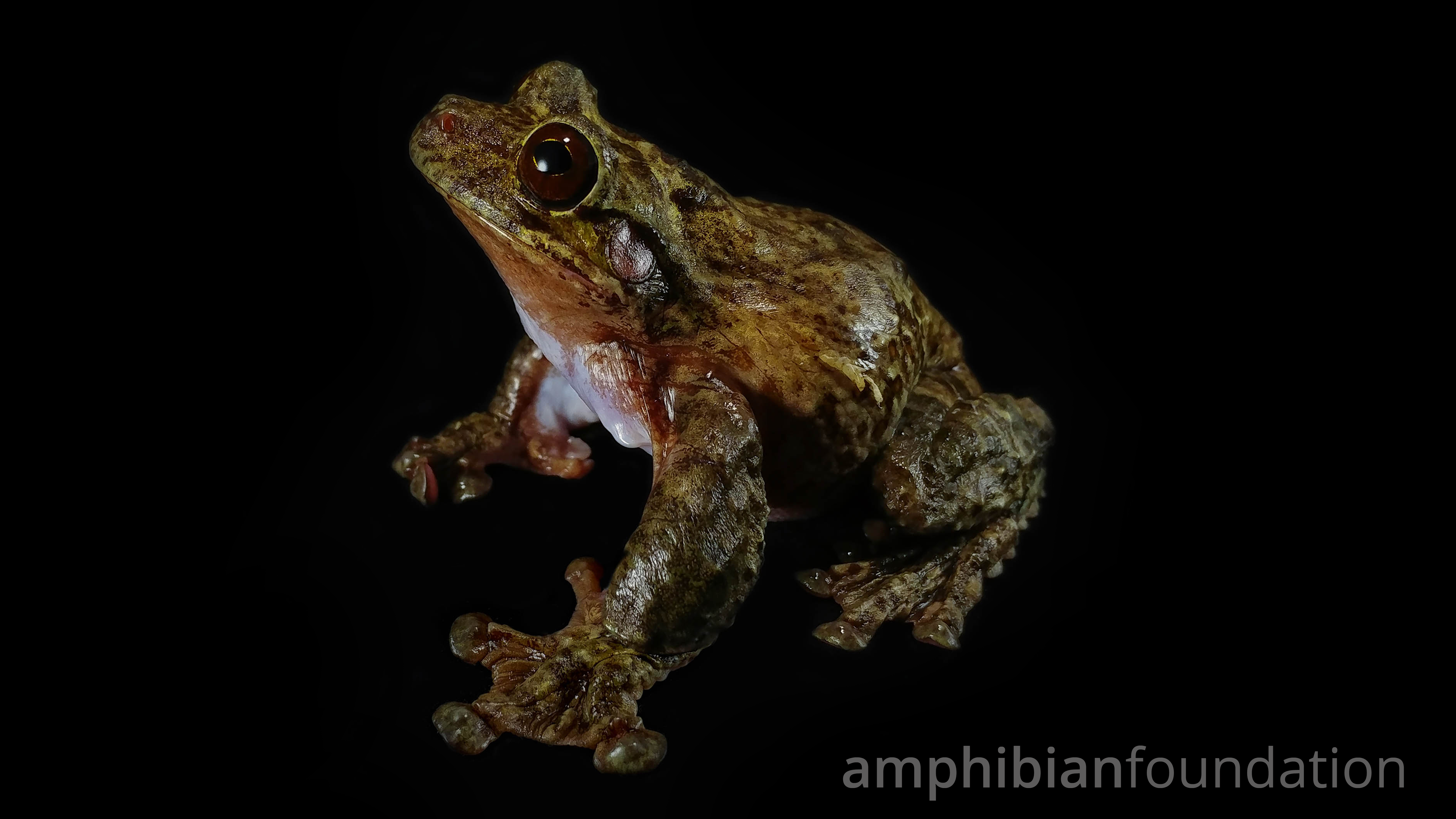 Ecnomiohyla Miliaria Male Mandica Frog