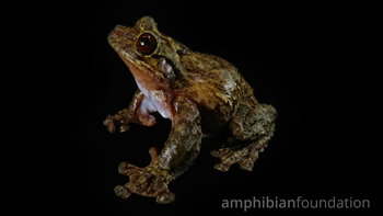 Ecnomiohyla Miliaria Male Mandica Frog