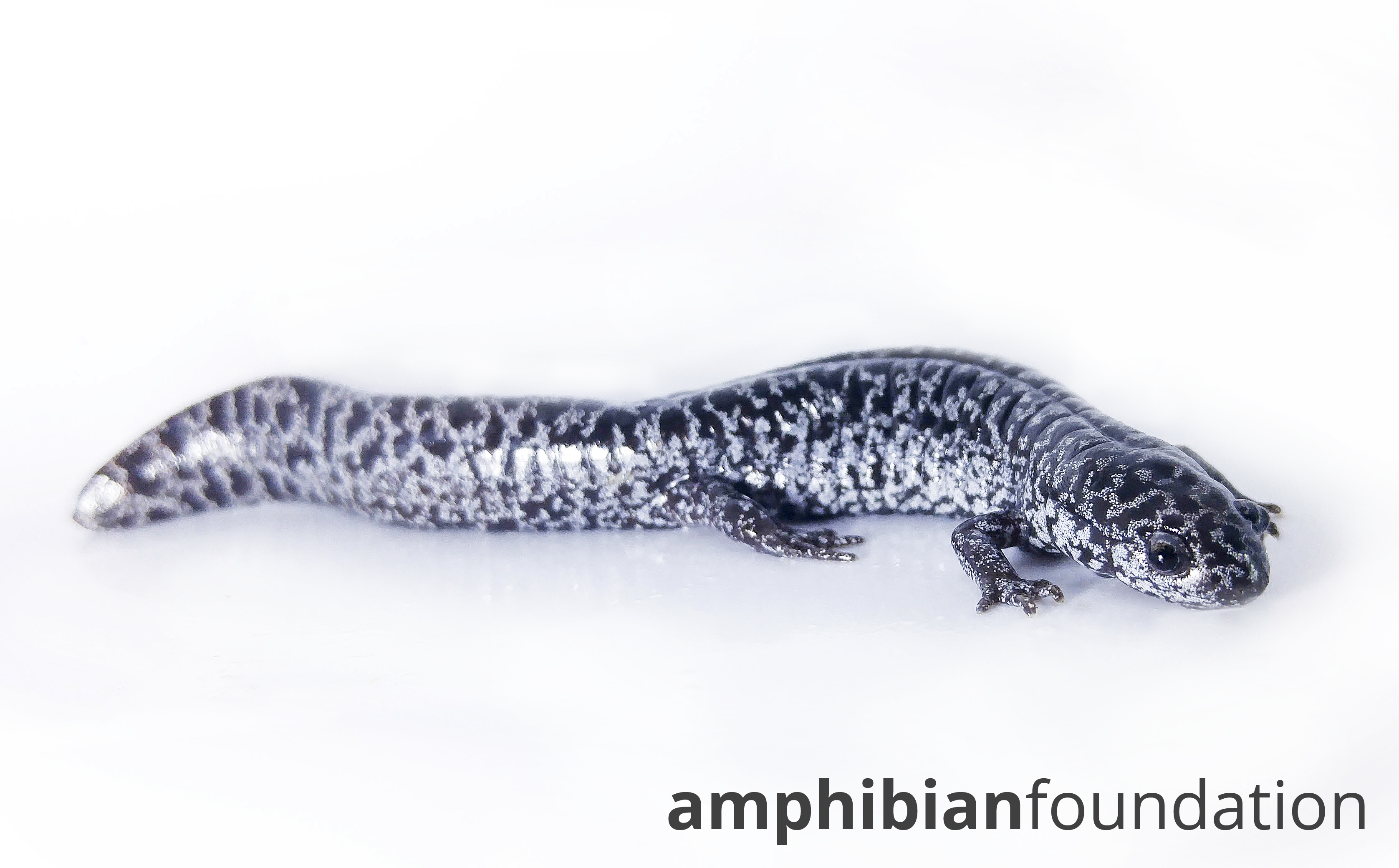 MMandica Ambystoma Cingulatum YearlingAF