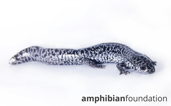 MMandica Ambystoma Cingulatum YearlingAF