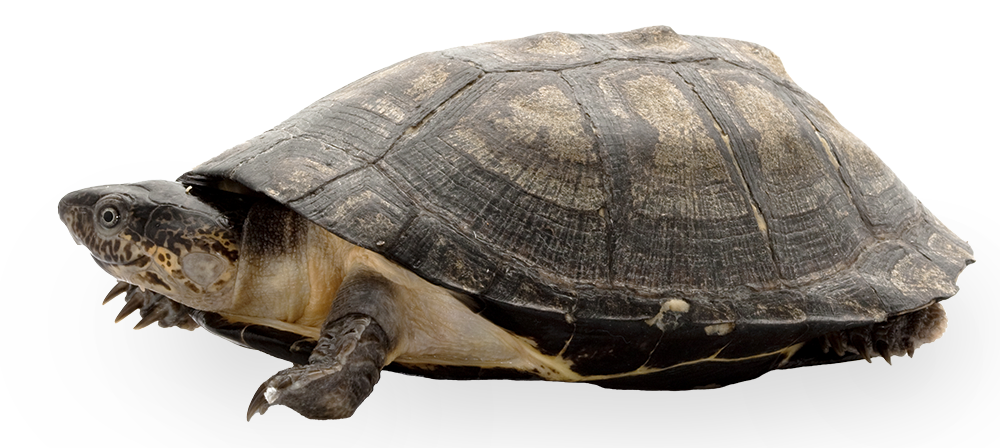 Husbandry Handbook: African Sideneck Turtle - Pelomedusa subrufa