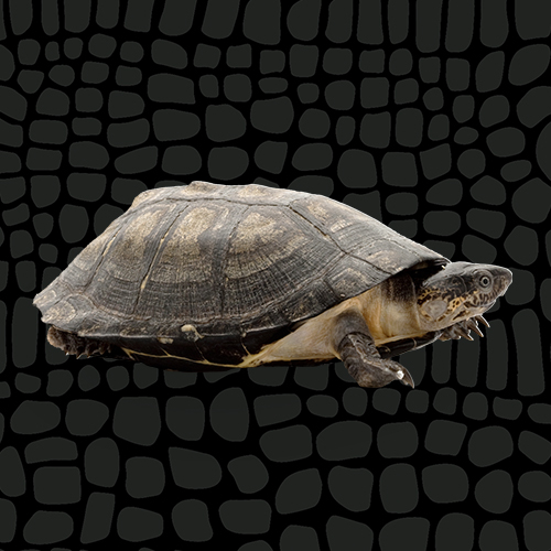 4435218_African_Sideneck_Turtle_Thumbnail_6050086