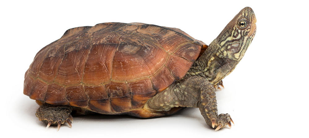 Husbandry Handbook: Musk Turtle - Sternotherus Odoratus