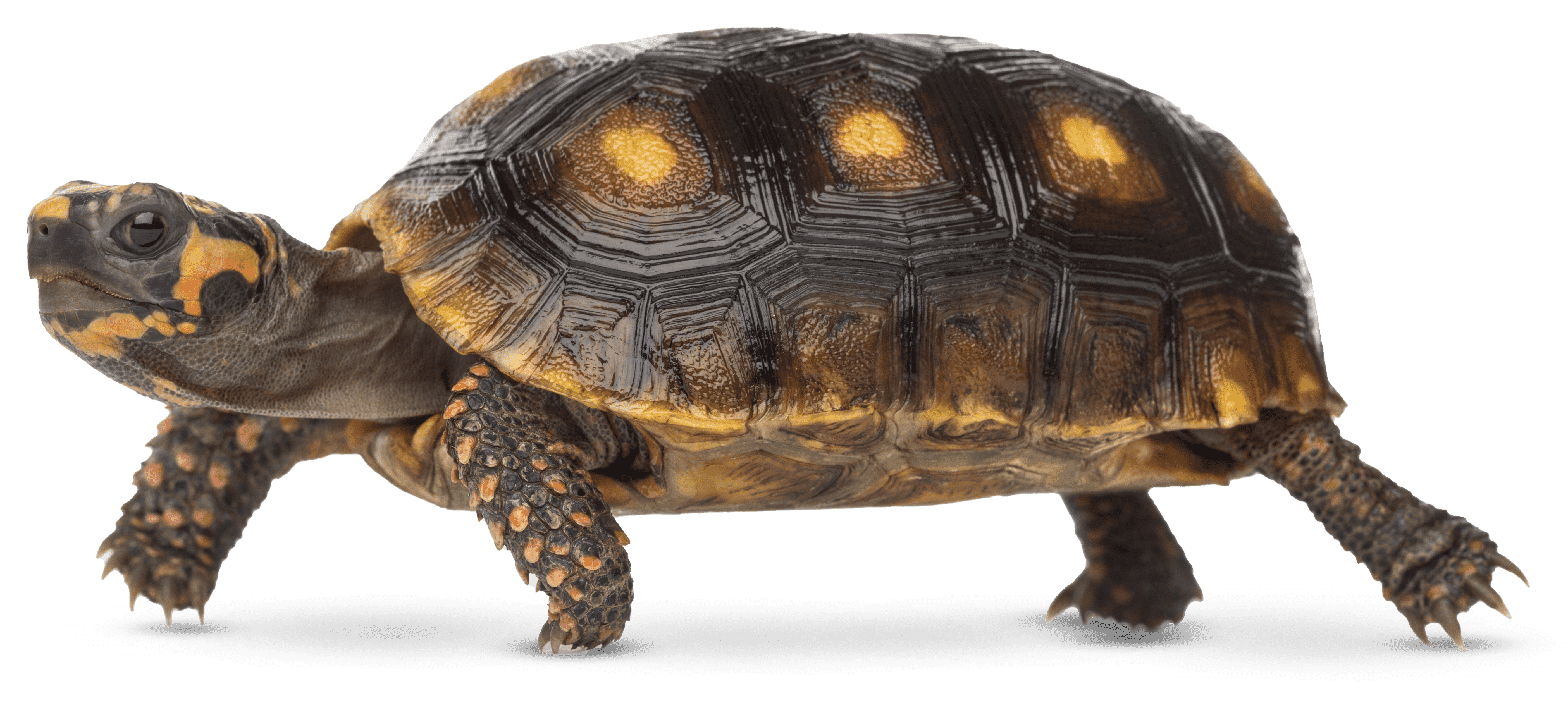 RedFootedTortoise
