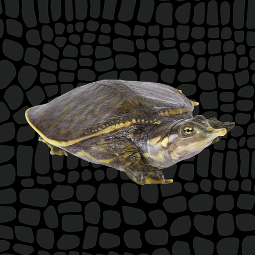 4435184_Zilla_CareSheet_SoftshellTurtle_Thumbnail_6059437