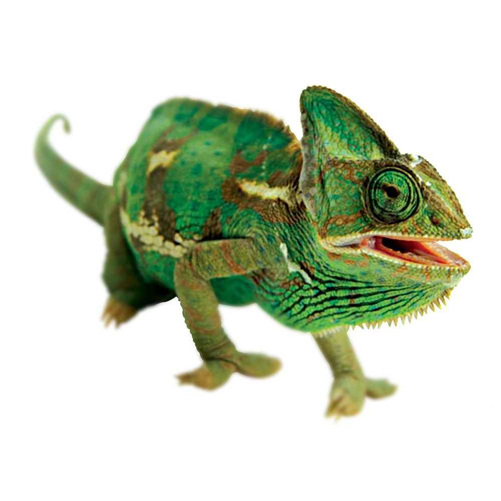 Zilla Chameleon