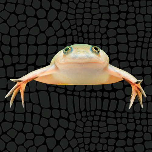 African clawed frog aquarium hotsell