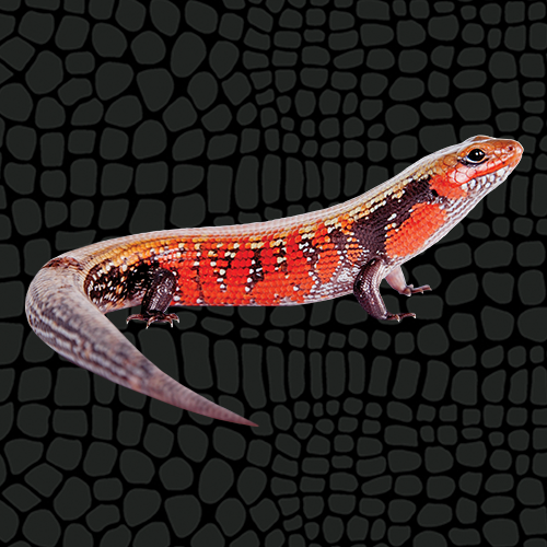 Zilla Caresheets African Fire Skink