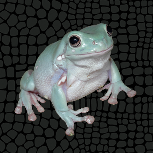 Handbook: White's Frog - Litoria caerulea