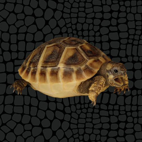 Greek tortoise top substrate