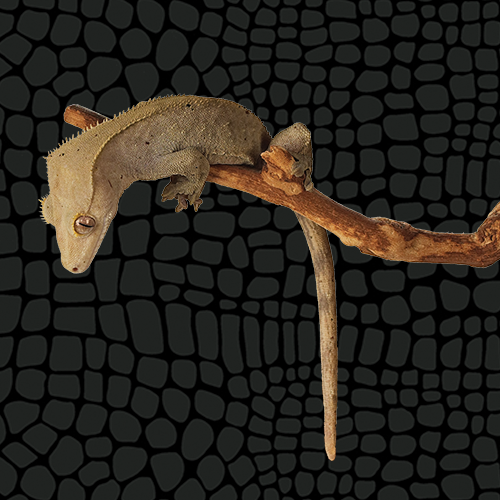 Click to View Care Sheet for Crested Gecko Zilla Crested Gecko