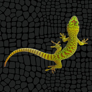Zilla Day Gecko Care Sheet