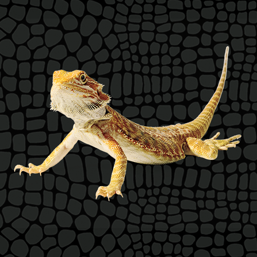 Bearded Dragon Care Guide - Tips, Supplies, and FAQs