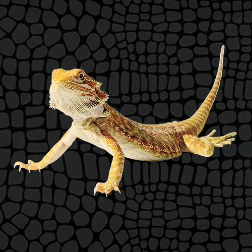 Bearded Dragon, Pogona vitticeps, Native to Australia