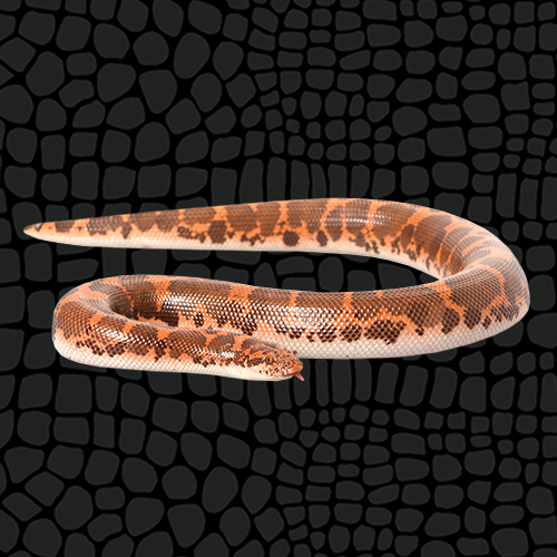 Husbandry Handbook Kenyan Sand Boa Eryx colubrinus