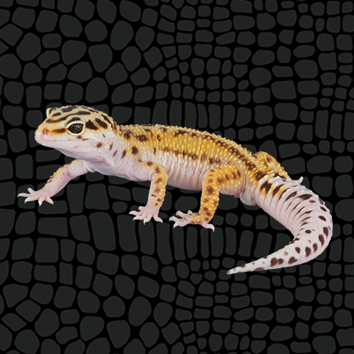 Husbandry Handbook: Leopard Gecko - macularius