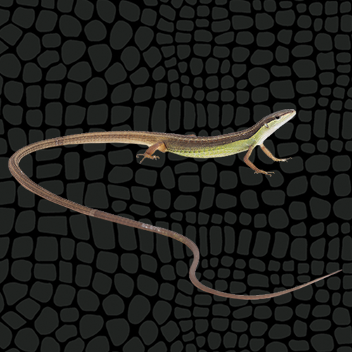 Long Tailed Grass Lizard