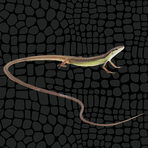 Husbandry Handbook: Long Tailed Grass Lizard - Takydromus sexlineatus