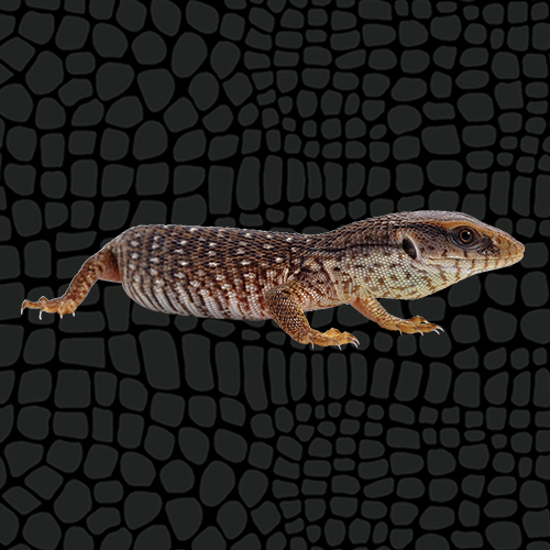 Husbandry Handbook Savannah Monitor Varanus exanthematicus