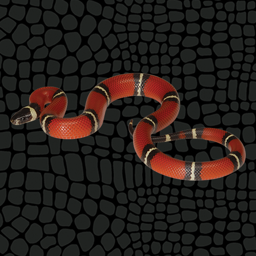 Husbandry Handbook: Milk snake - Lampropeltis triangulum ssp.