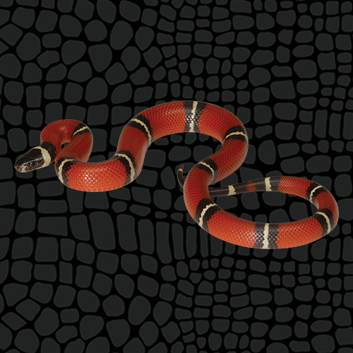 Husbandry Handbook Milk snake Lampropeltis triangulum ssp