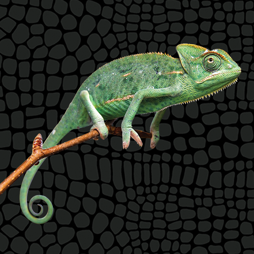 Is A Chameleon A Reptile? - WorldAtlas
