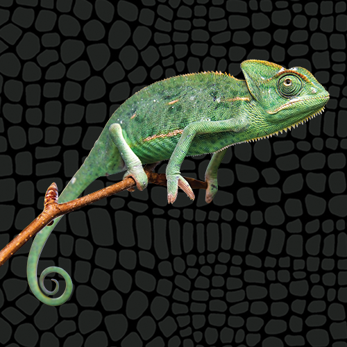 Husbandry Handbook: Veiled Chameleon - Chamaeleo calyptratus